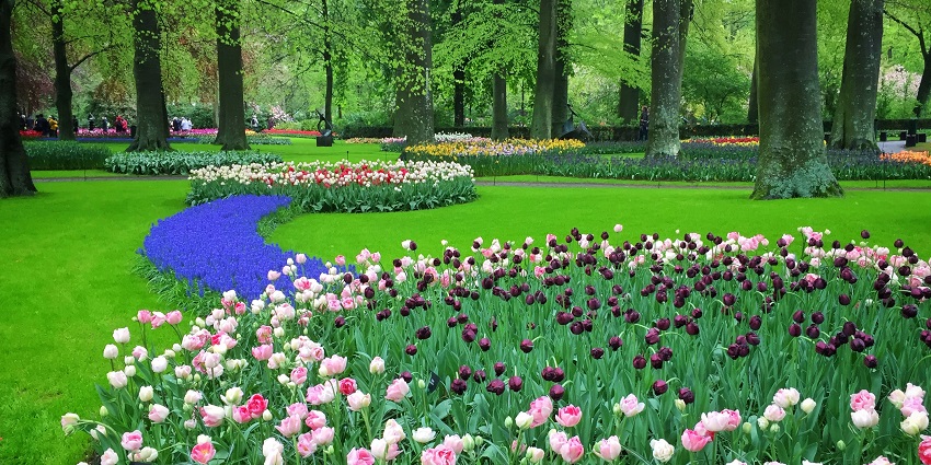 World-renowned flower garden featuring vibrant tulips and seasonal blooms