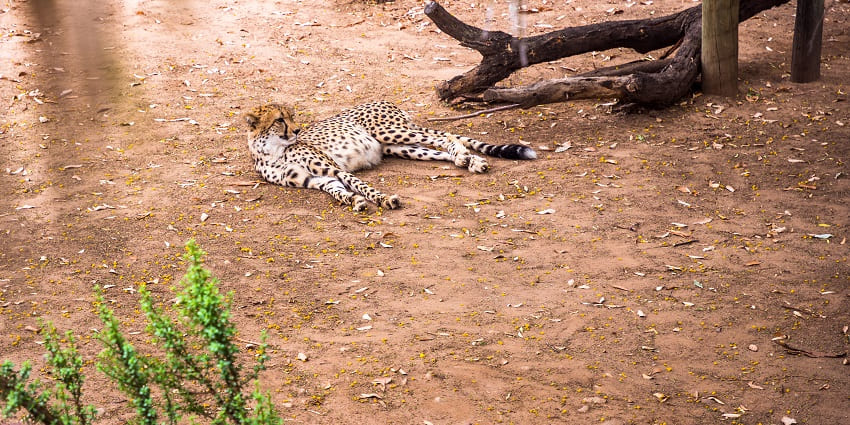 Cheetahs spotted at the Kevin Richardson Wildlife Sanctuary in South Africa