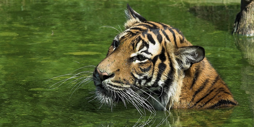 Spot a Tiger at Khairbari Centre while visiting Jaldapara National Park.