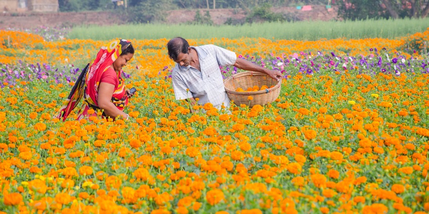 A few farmers collecting marigold flowers from the flower field at Khirai in West Bengal.