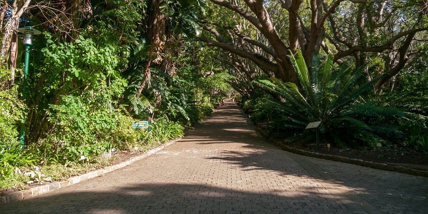 Kirstenbosch Botanical Gardens, offers greenery and biodiversity.
