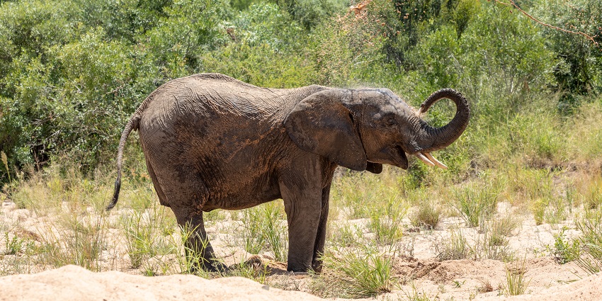 Explore Kruger National Park, one of the places to visit in South Africa this December.