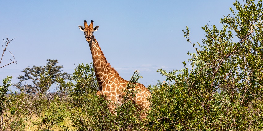 Visit one of the most famous national parks in South Africa, Kruger National Park