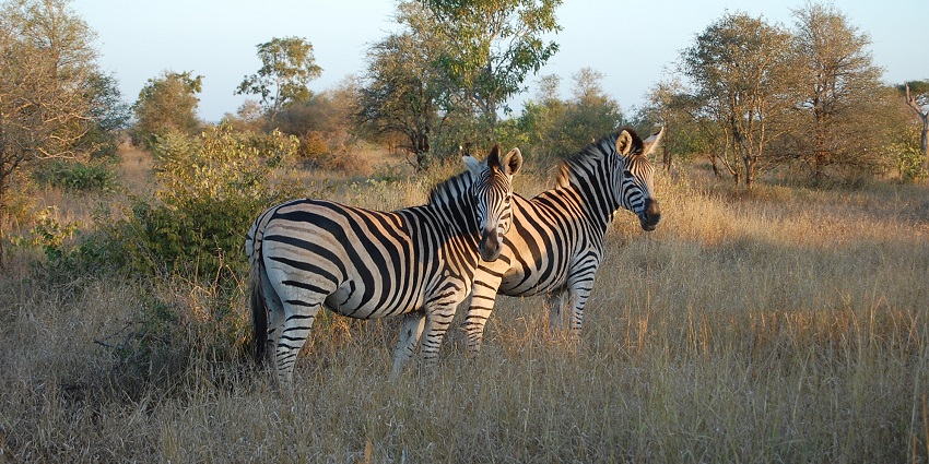 This national park is the best for a night safari in South Africa.