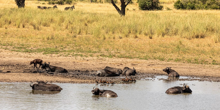 View of Kruger National Park, a place to visit in South Africa