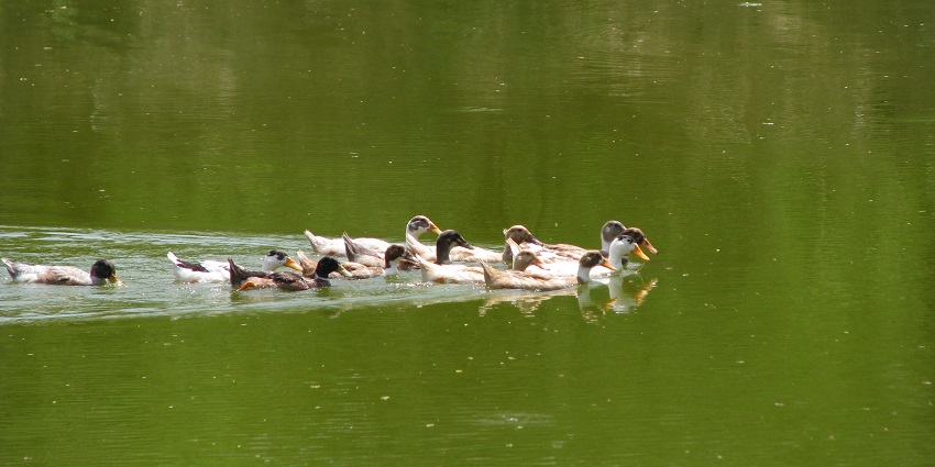 Kundu Pond with ducks swimming, a significant water body renowned for its natural beauty.
