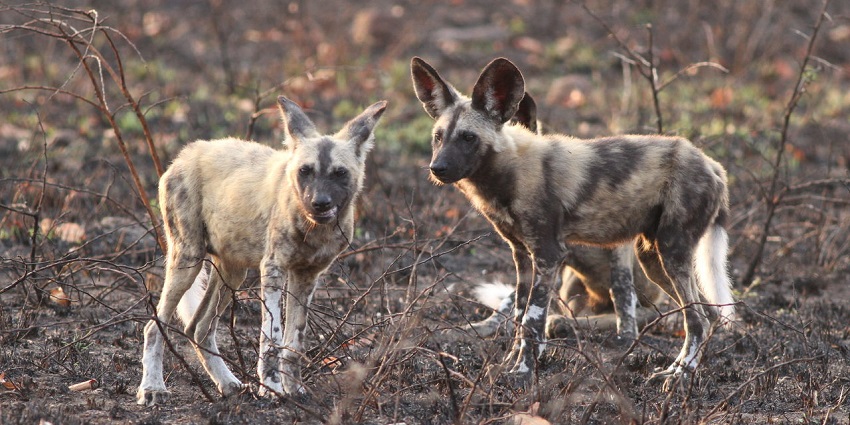 Dive into nocturnal safari adventures across KwaZulu-Natal.