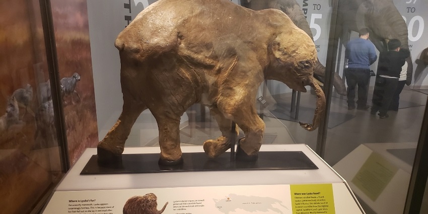 An image of the elephant, amongst the best places near the Los Angeles County Museum of Art