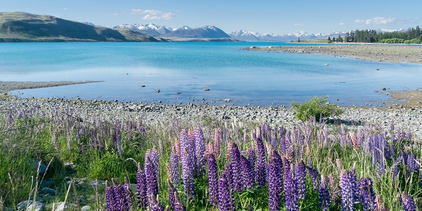 The lupin flowers blooming in Lake Tekapo near Aoraki Mount Cook National Park.