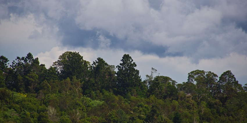 Rainforest trails at this national park are a top visit near Springbrook National Park.