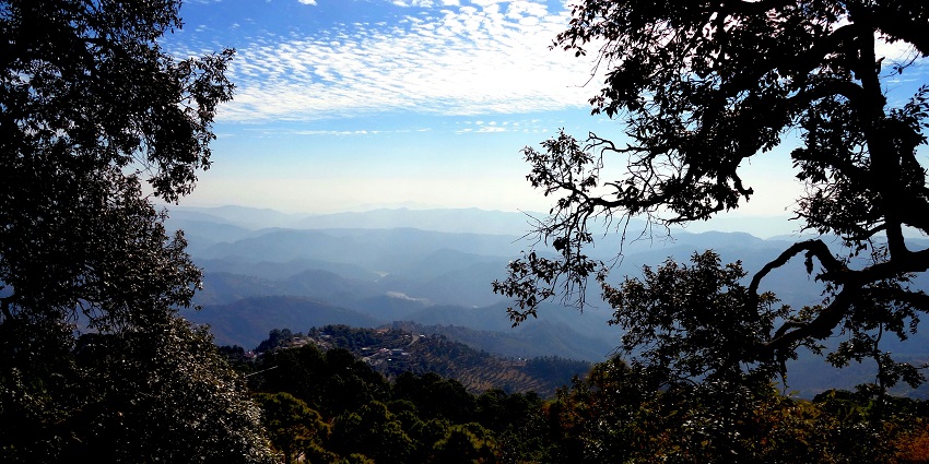 A pine forest in Lansdowne, one of the most tranquil hill stations near Vrindavan.