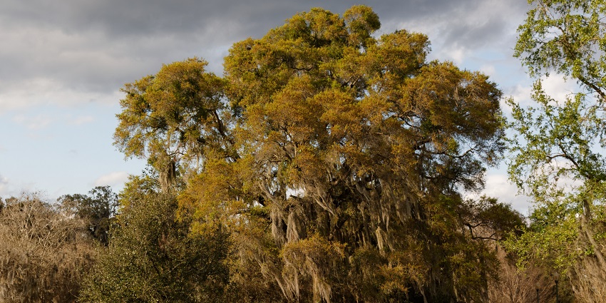 The image of the Leu Gardens shown in the series Harry Potter in Orlando, Florida.