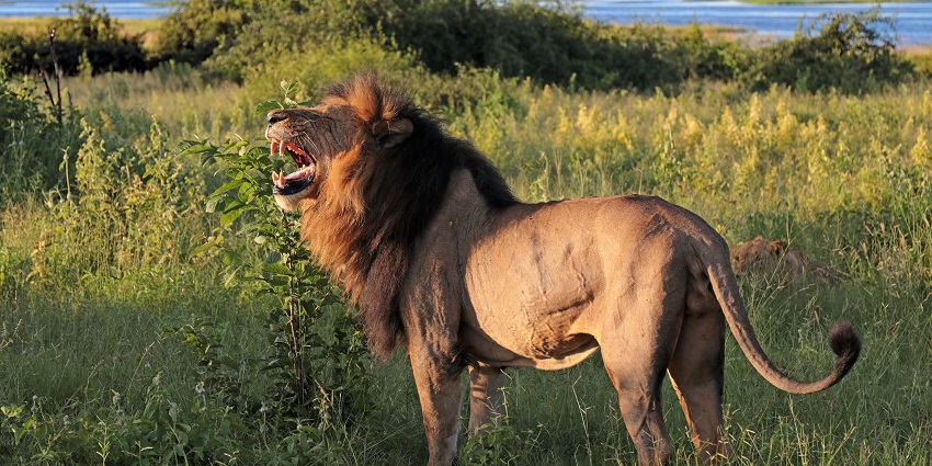 A majestic view of a fierce lion roaring in the Lion Park in Johannesburg, South Africa.