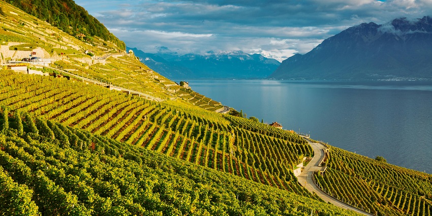 Enjoy exquisite Swiss wines with scenic vineyard surroundings.