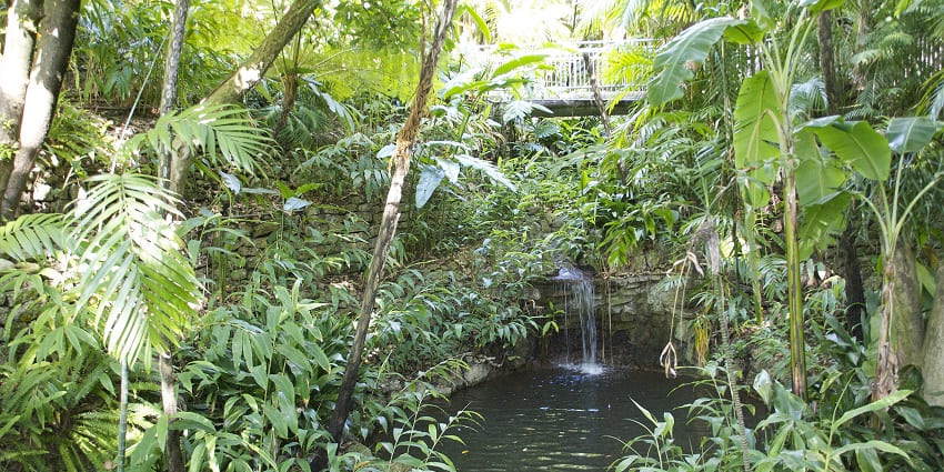 An image of the view of the San Diego Zoo with various trees and greenery in the background