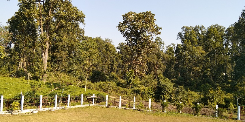 A beautiful view of Gorumara National Park, Dooars is surrounded by lush greenery.