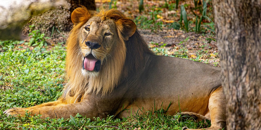 A picture of Gorewada jungle safari, highlighting ideal Gorewada jungle safari timing.