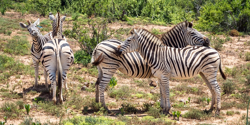 A picture of zebras at the Addo Elephant National Park amidst greenery