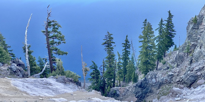 An image of the tall trees with snow in Crater Lake National Park, showcasing the winter landscape.