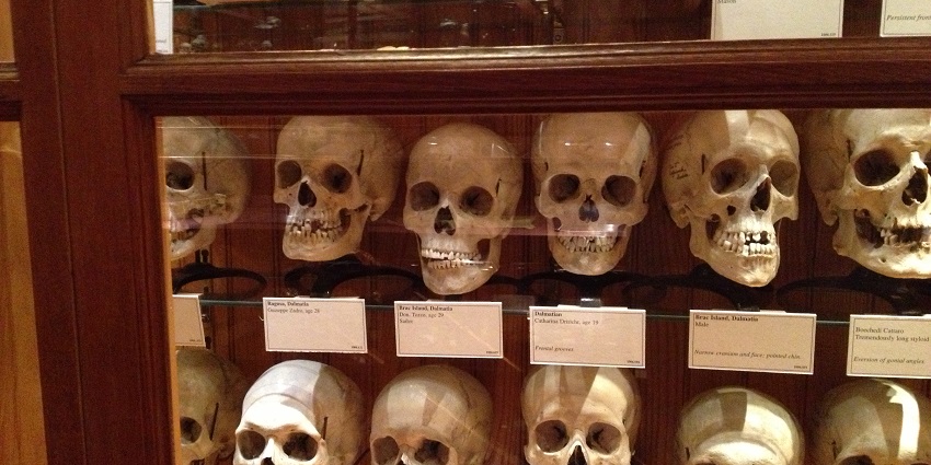An image of the interior of the Mütter Museum, a famous museum located in Philadelphia