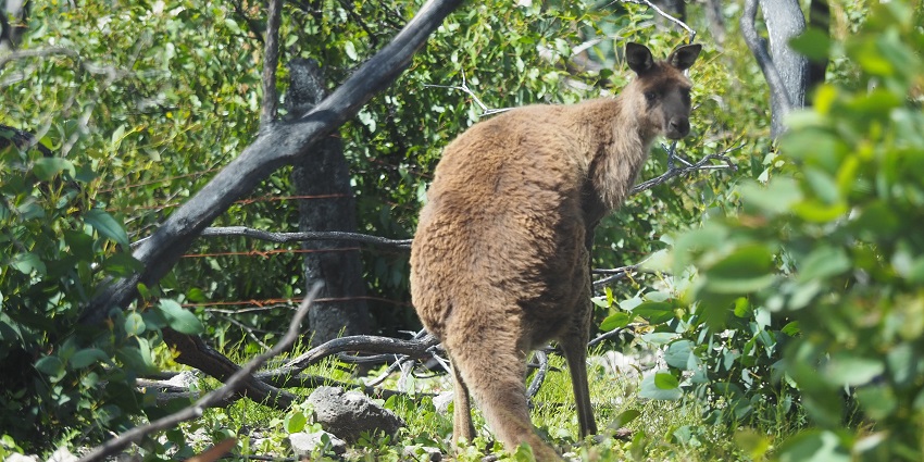 Image of a Kangaroo in a forest Spot Kangaroos at Kangaroo Island in South Australia