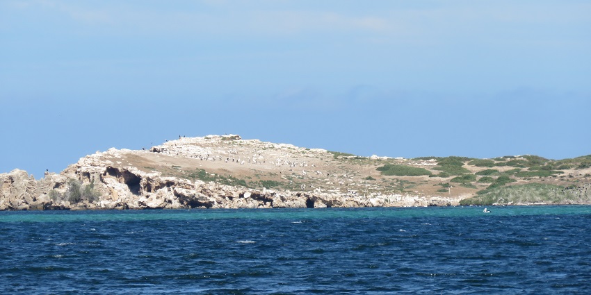 The Picturesque coastline of Penguin Island with clear blue water under blue sky