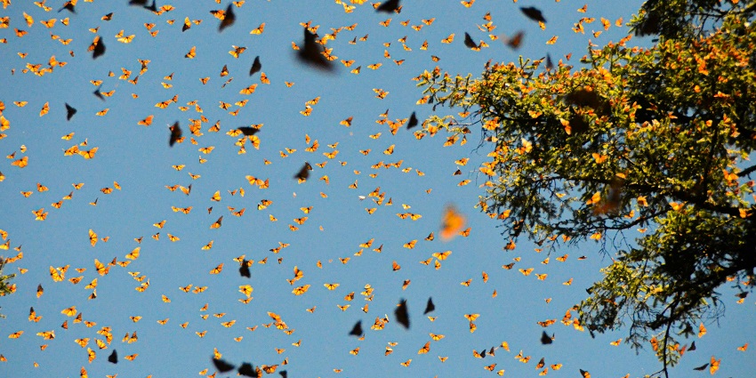 A view of yellow leaves twirling in a ray of sunlight, possibly at Ramnabagan Wildlife Sanctuary.