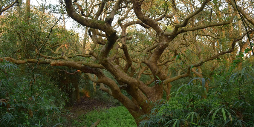 An image represents the dense greenery scene from the Raiganj Wildlife Sanctuary.