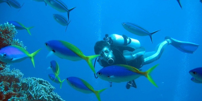 A scuba diver exploring the marine life at Lord Howe Island in the Tasman Sea.