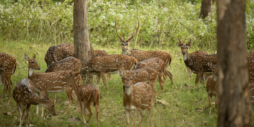 An image of Mahananda Sanctuary, which offers the best jungle safari in West Bengal.