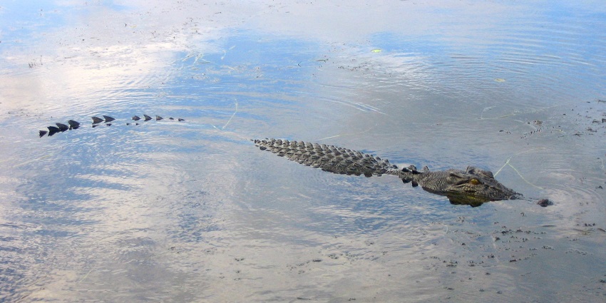 A crocodile hiding in the waters of the Malcolm Douglas Broome Park.