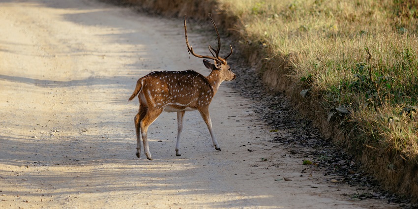 Wildlife park with deer, scenic views, and peaceful atmosphere.