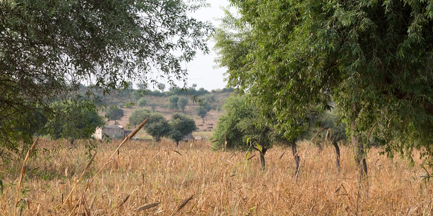 A flourishing field in Mandawa, which is one of the best places to visit near Bareilly
