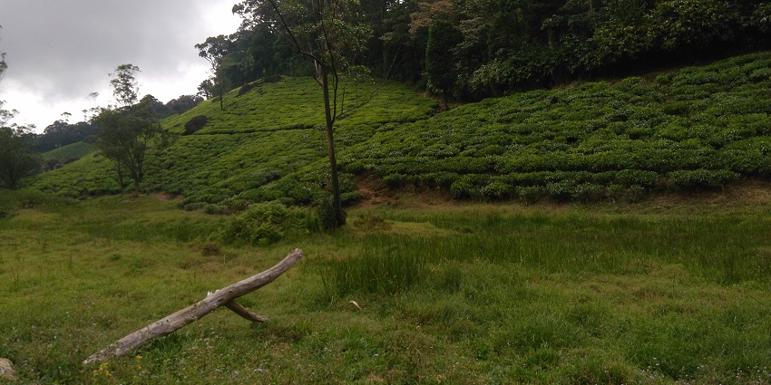Tea plantations at Manjolai Reserve Forest stretch across rolling hills, surrounded by landscapes.
