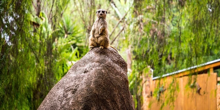 small animals are also taken care of at Marakele Wildlife Sanctuary in South Africa