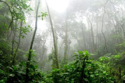 Marble Palace Zoo, its lush green environment, and the exotic variety of creatures.