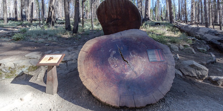 An image of the Yosemite National Park where giant sequoias in Mariposa Grove is located.