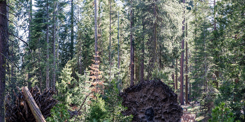 Mariposa Grove of Giant Sequoias, a famous place near Yosemite National Park.