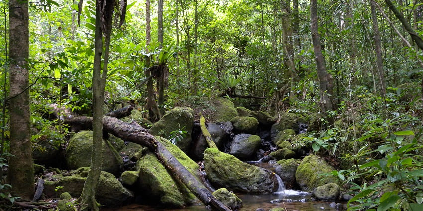 Rainforest at Masoala National Park, a place to visit in Madagascar