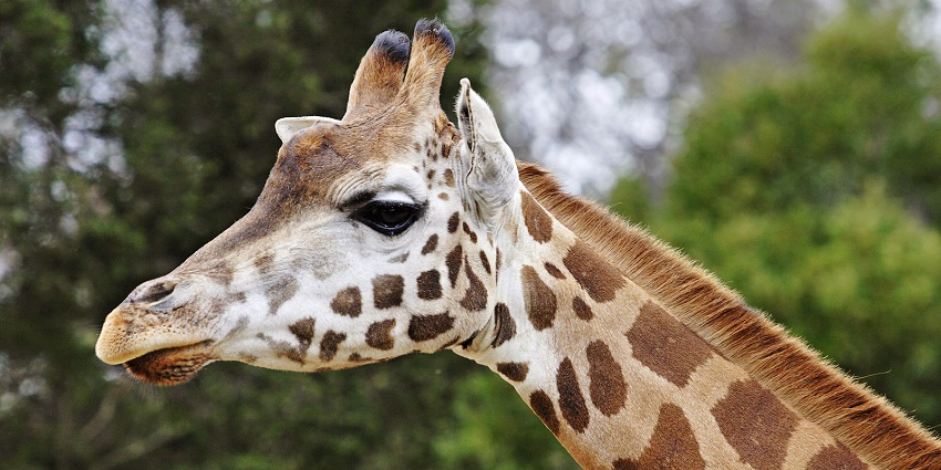 Melbourne zoos in Australia, showcasing animals including giraffes in lush settings