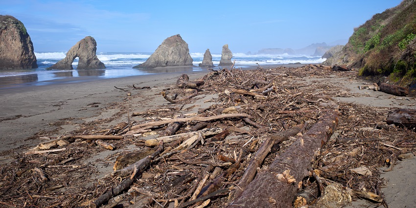 Driftwood scattered across Ten Mile Beach State Marine Conservation Area near Whale Rock, Mendocino.