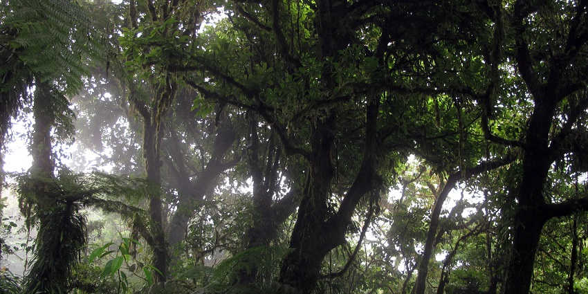 A view of Monteverde Cloud Forest, one of the romantic spots for Valentines Day in Costa Rica.