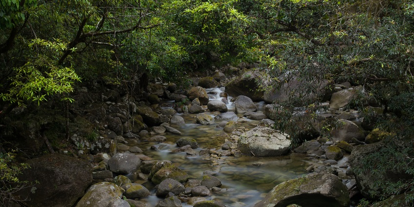 Lush surroundings of Mossman Gorge near the park.