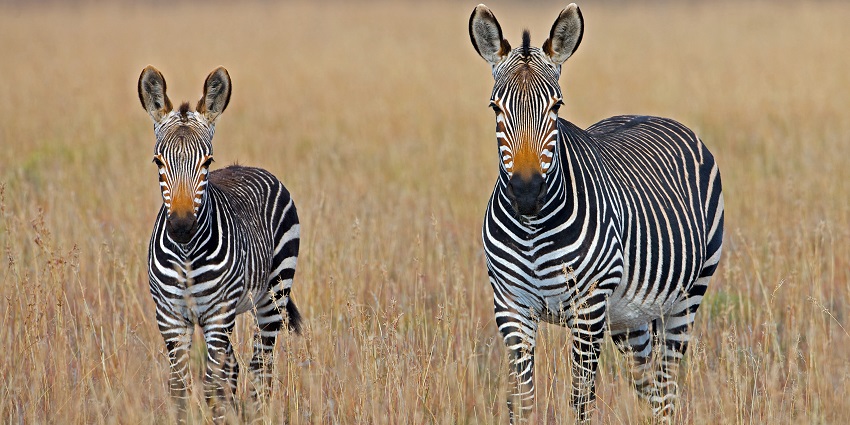 Zebras spotted in Mountain Zebra National Park in South Africa