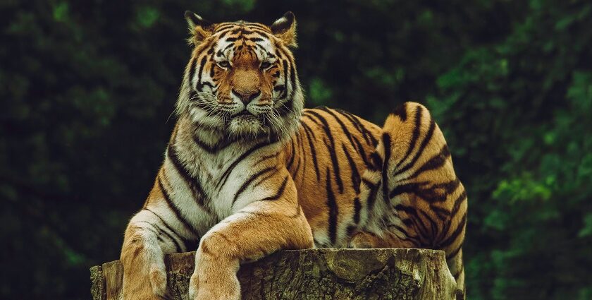 A Nagzira Tiger spotted during a jungle safari, perfect for a weekend experience.