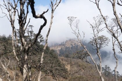 A picture of a hilly terrain at a national park in West Bengal