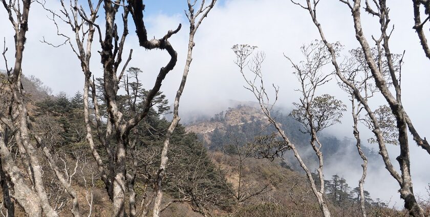 A picture of a hilly terrain at a national park in West Bengal