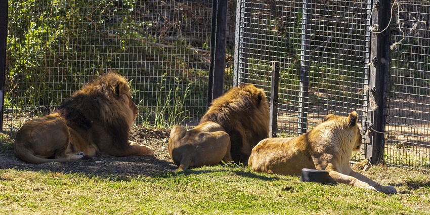 Visit this zoos in Australia which is the only combined zoo and aquarium