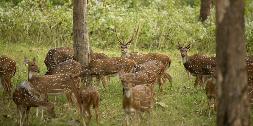 indulge in nature and its beauty at the Nepali Reserve Forest and Wildlife Sanctuary