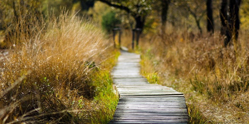 An image of a pathway inside the wildlife sanctuary where a nature walk can be enjoyed.